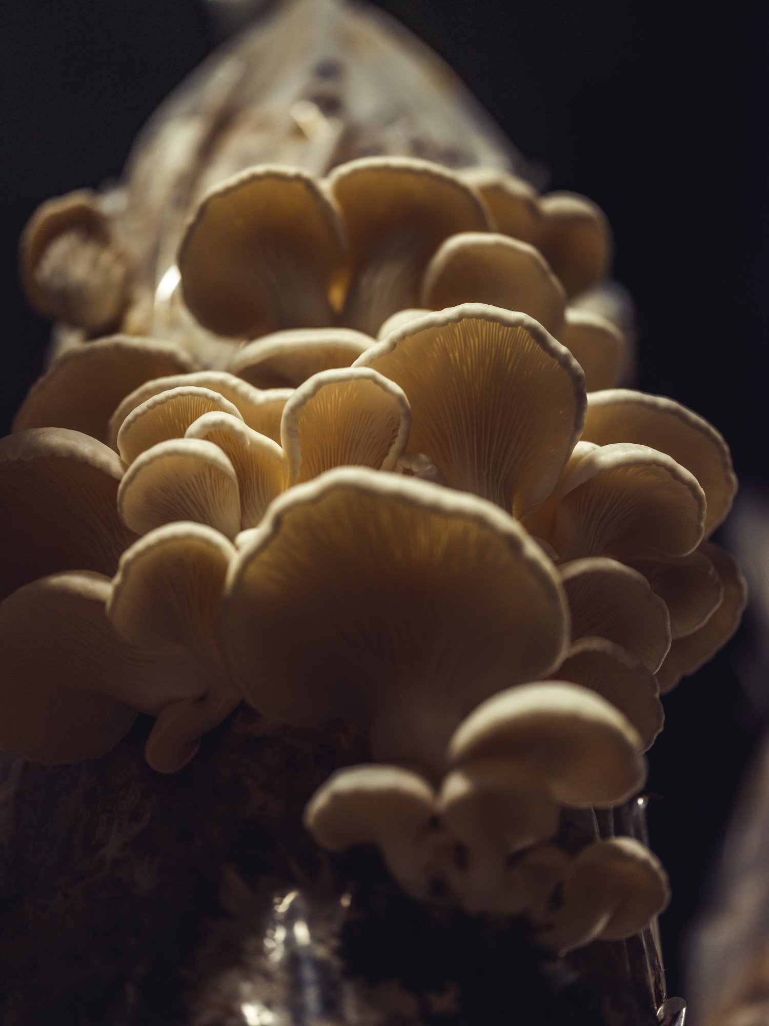 Off the Table- tunnel hill mushrooms- oyster mushrooms.jpg