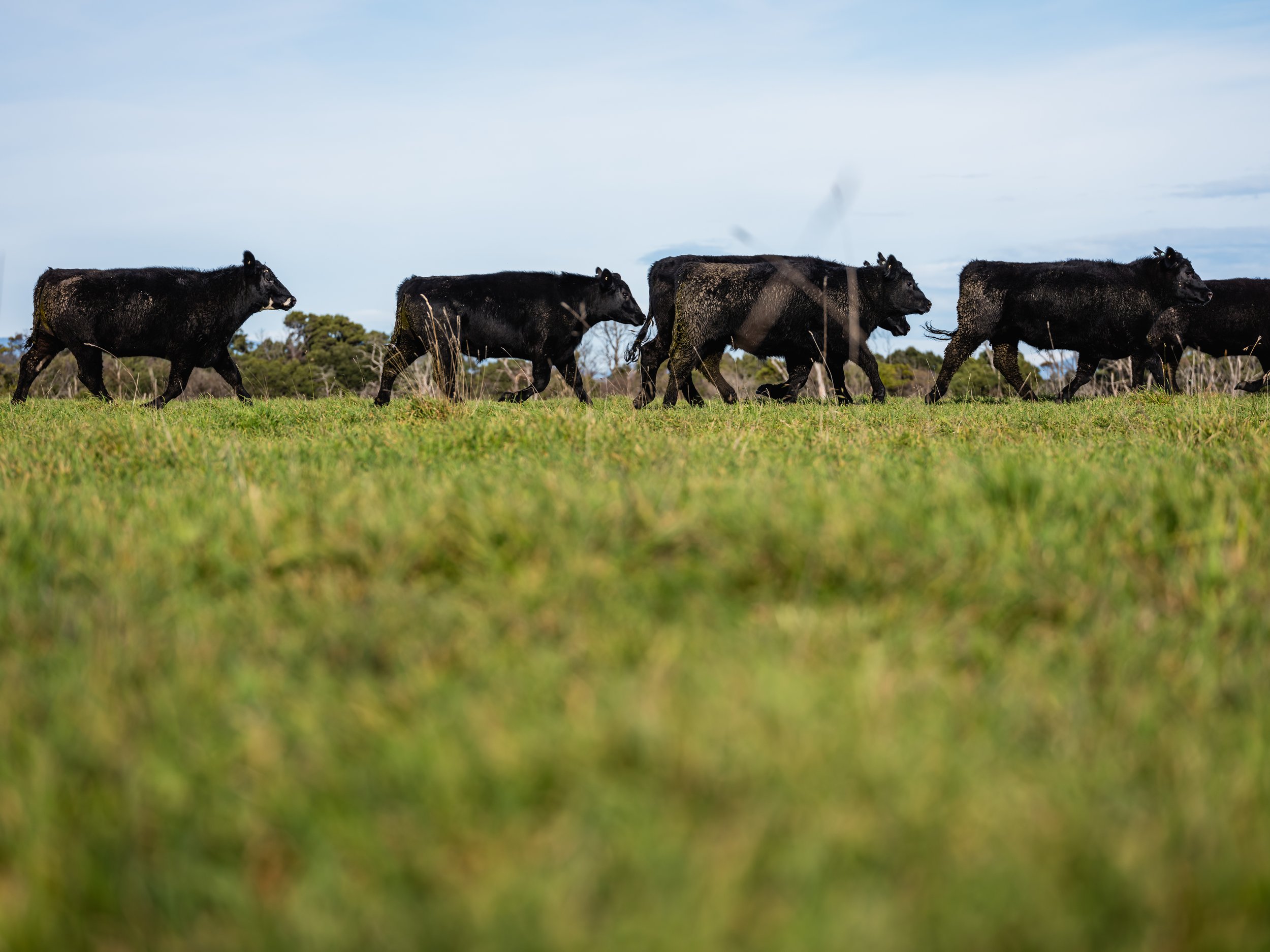 Lost farm @ Barnbougle- Andrew Wilson- Cape Grim Beef Safari and Tasting flight.jpg