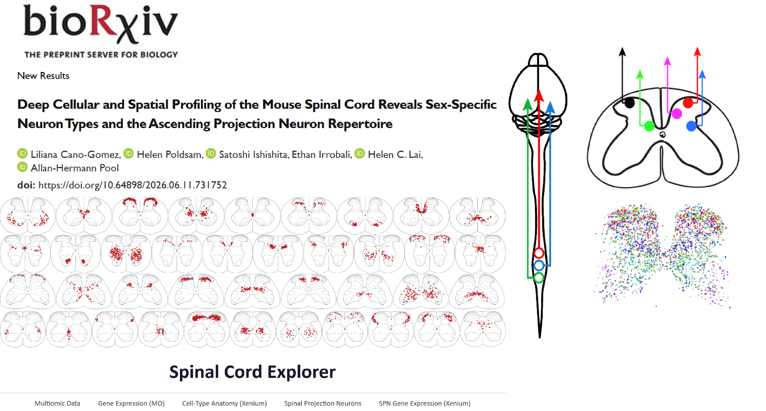 Spinal ascending projection neuron repertoire and sex specific neurons