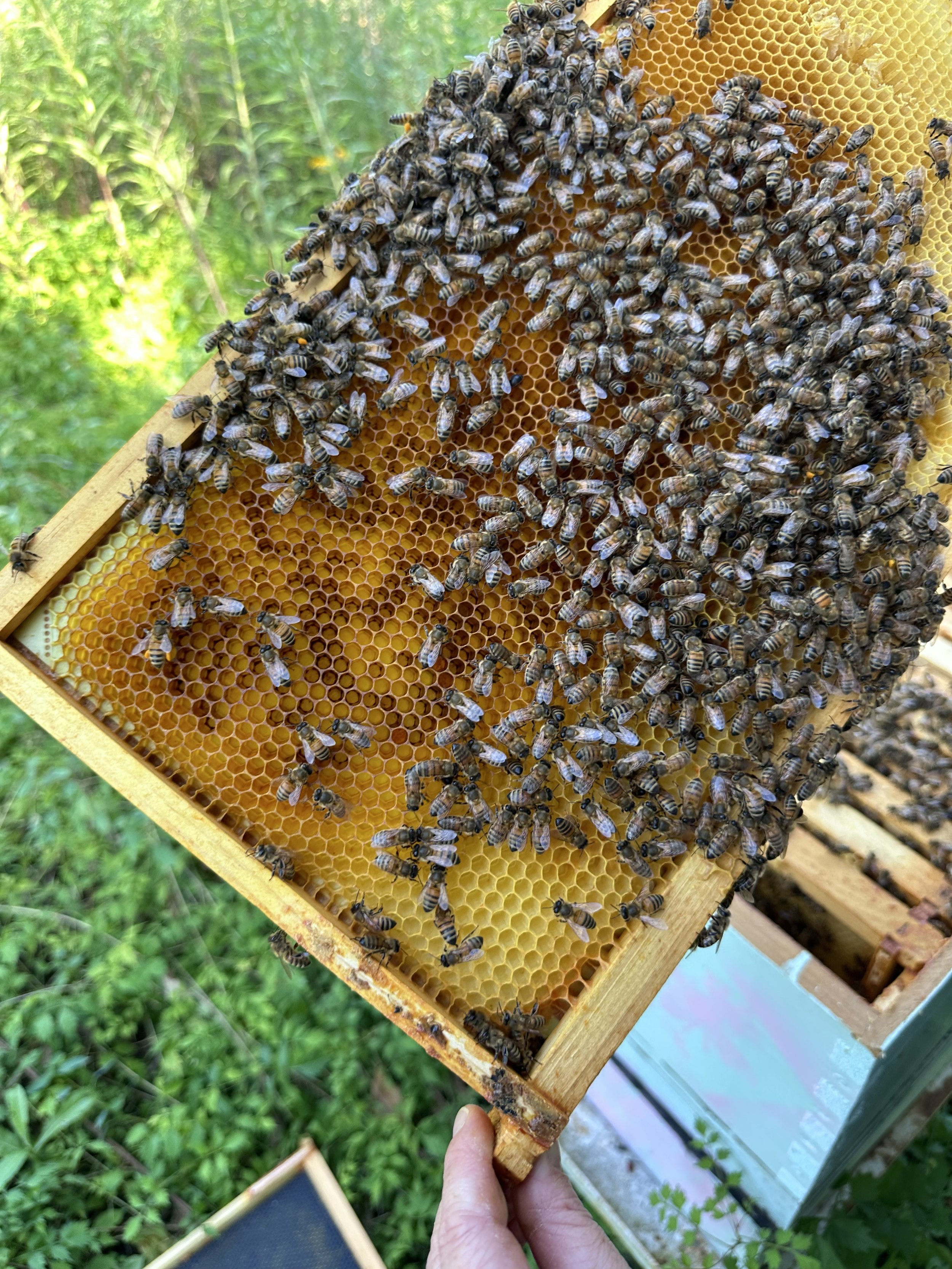 Honeybee swarm removal