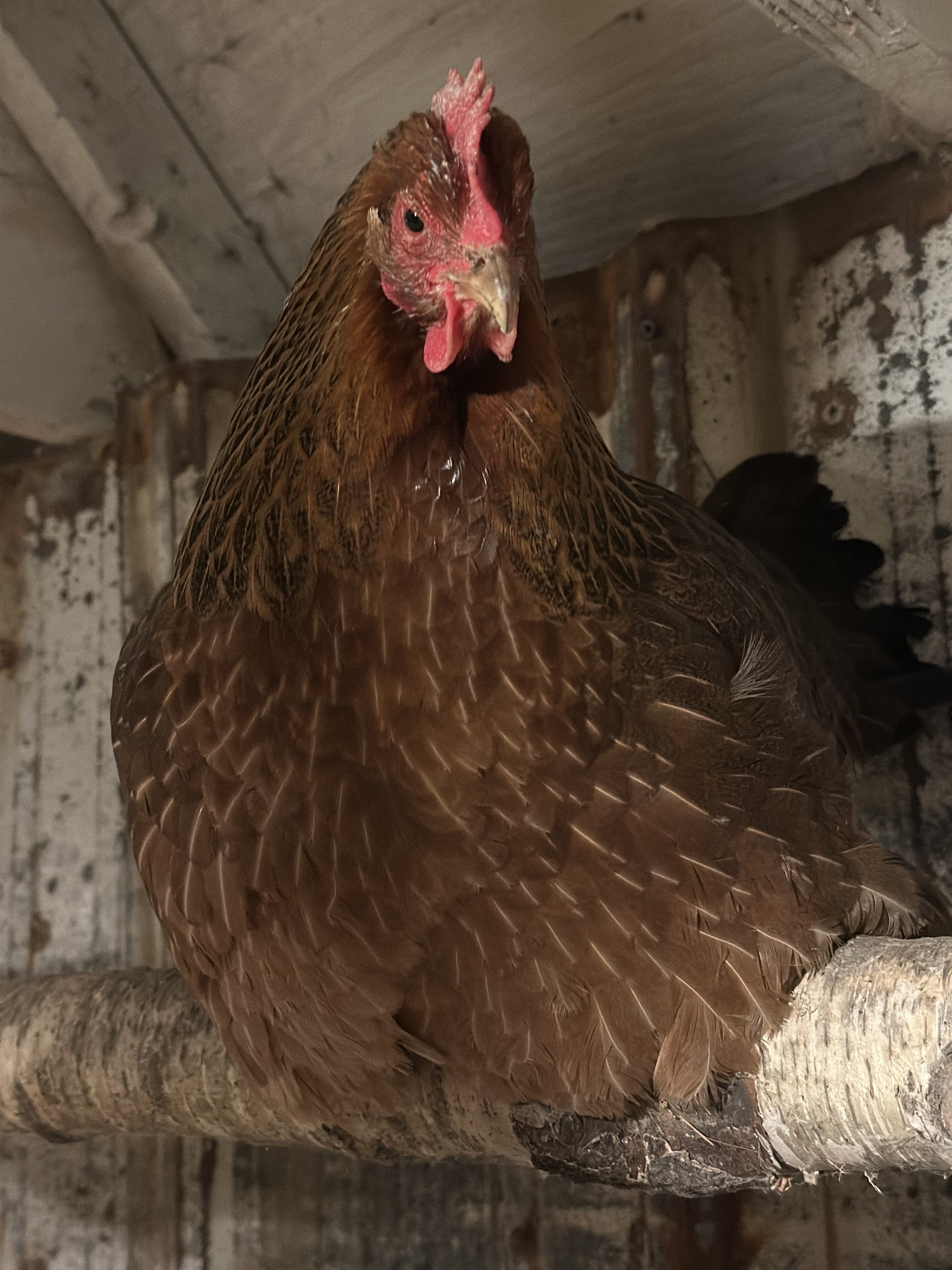 Animal sitting/ farm sitting
