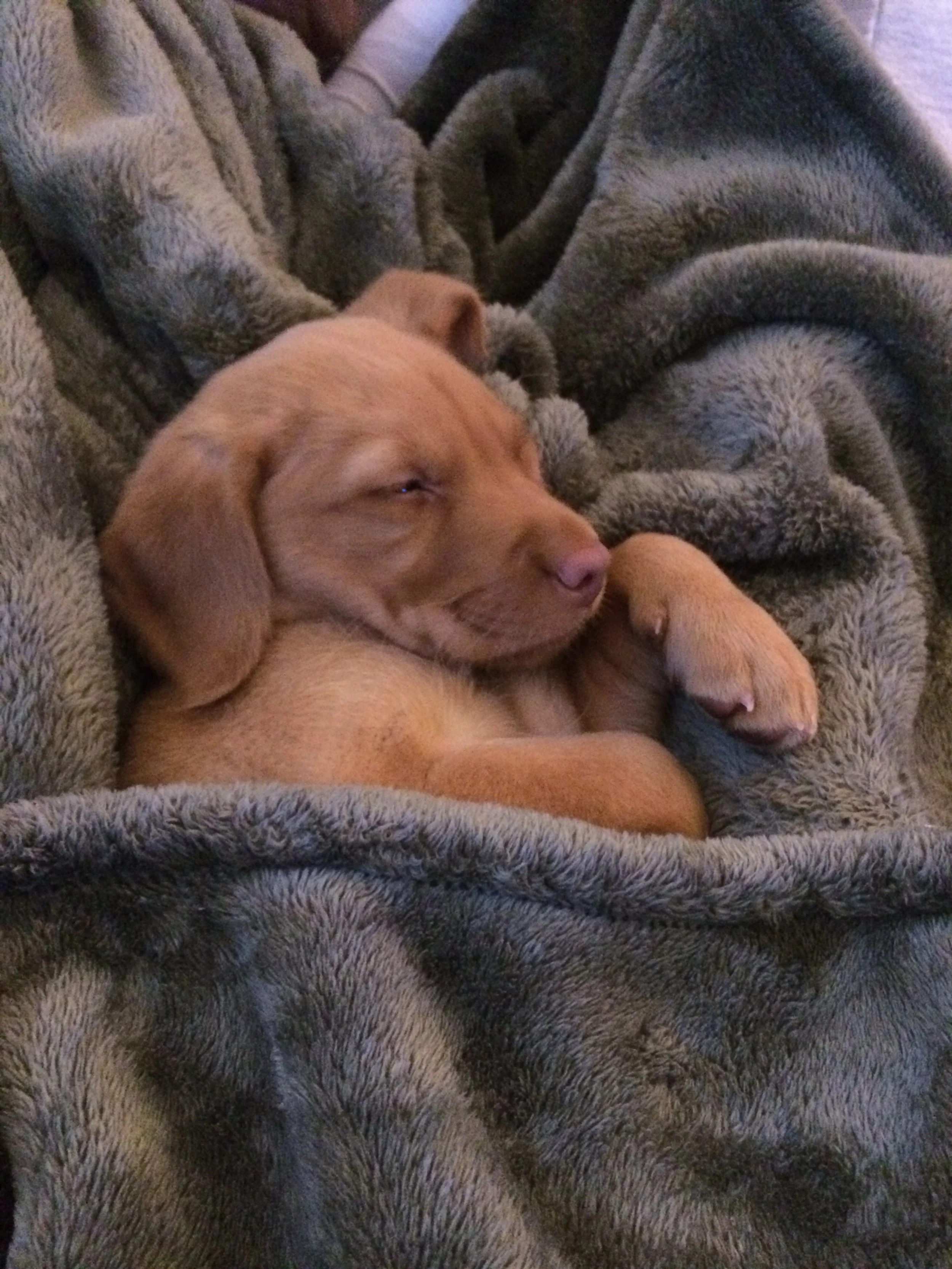 Can I get a Dog?