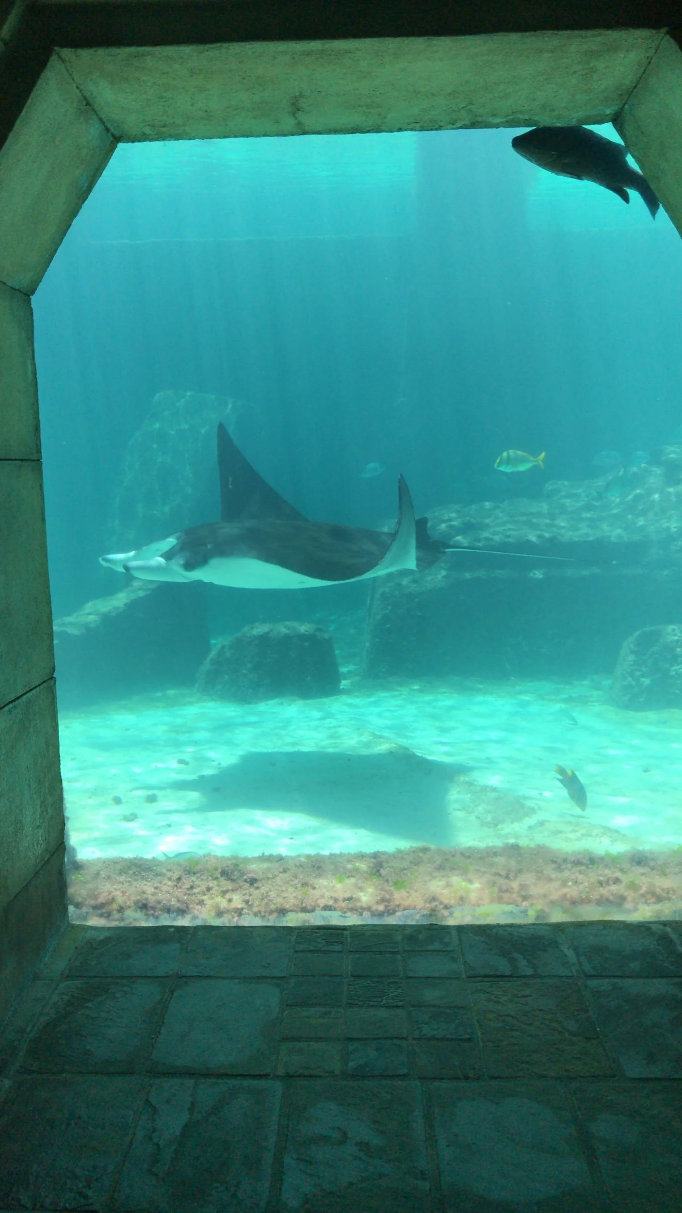 atlantis-nassau-bahamas-aquarium.jpeg