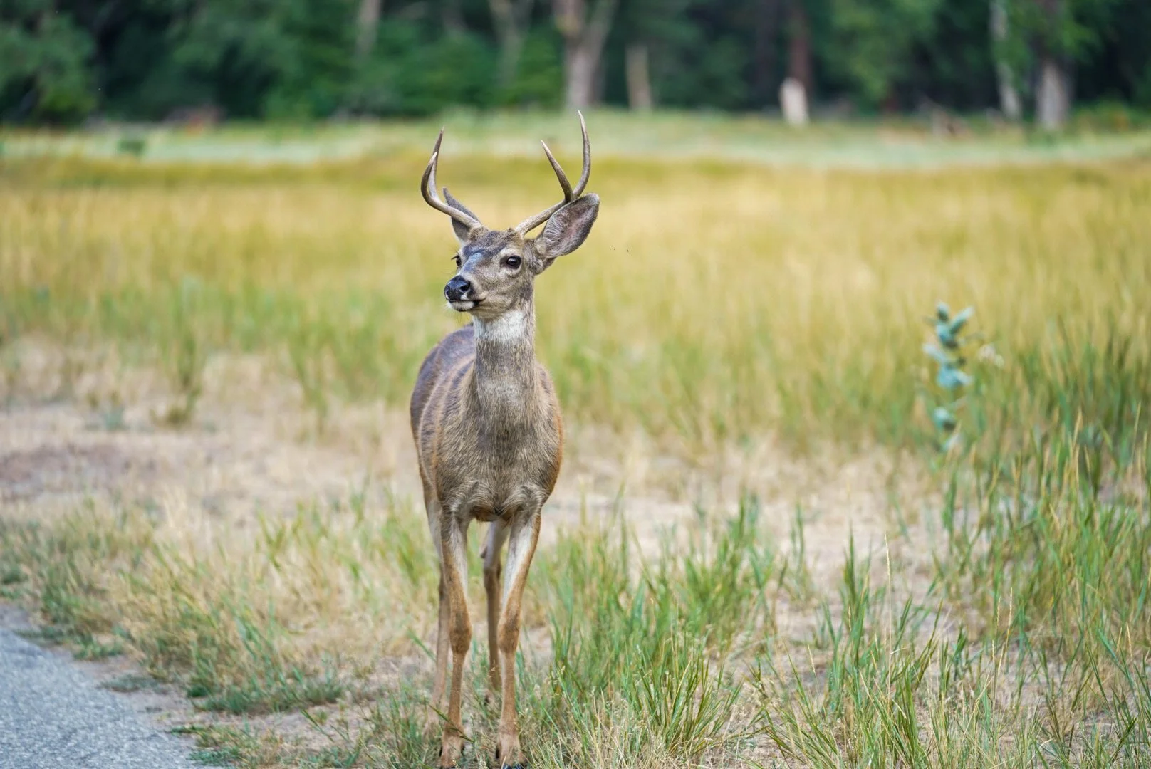yosemite-national-park-deer.jpeg