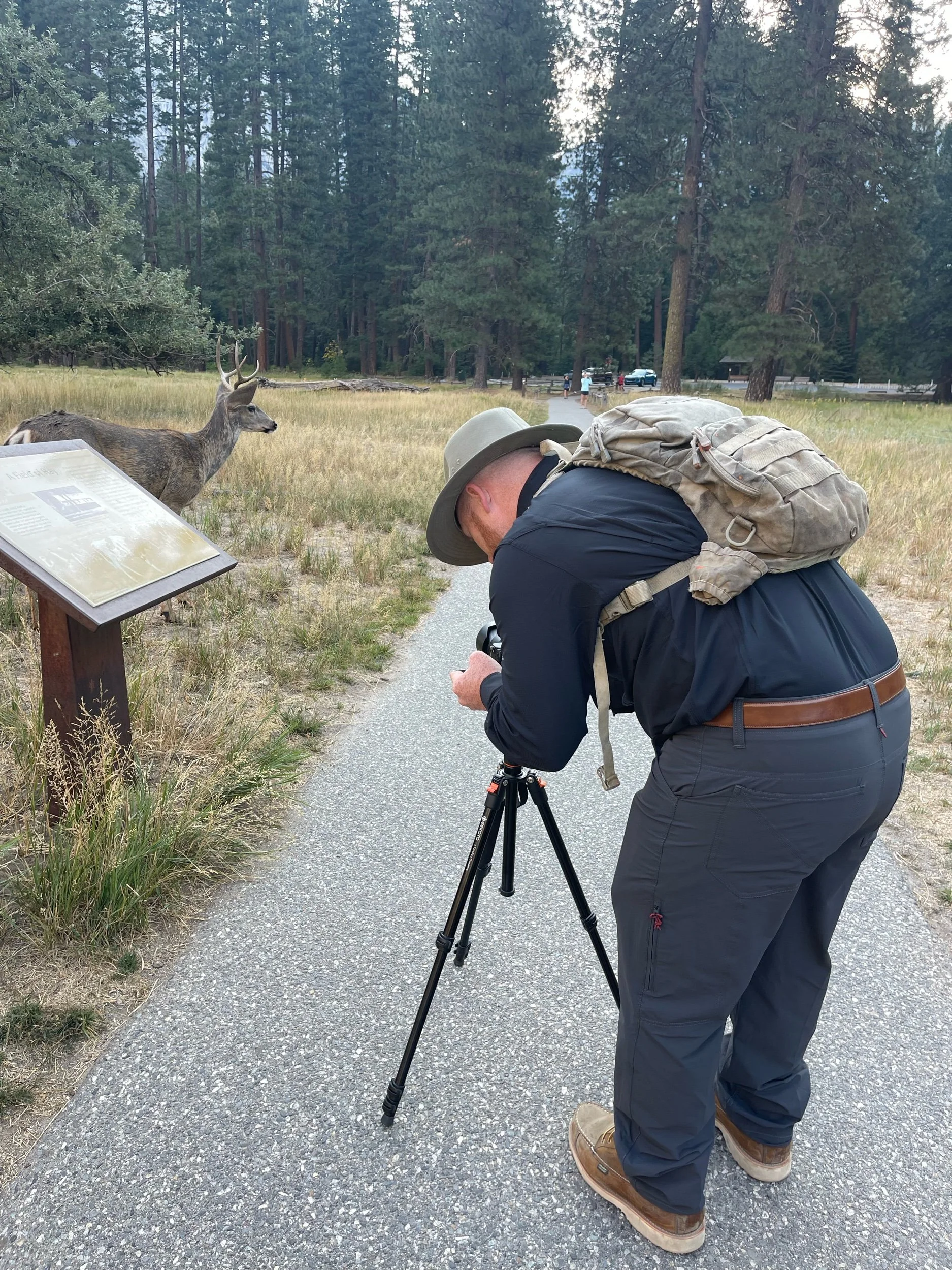 yosemite-national-park-deer.jpeg