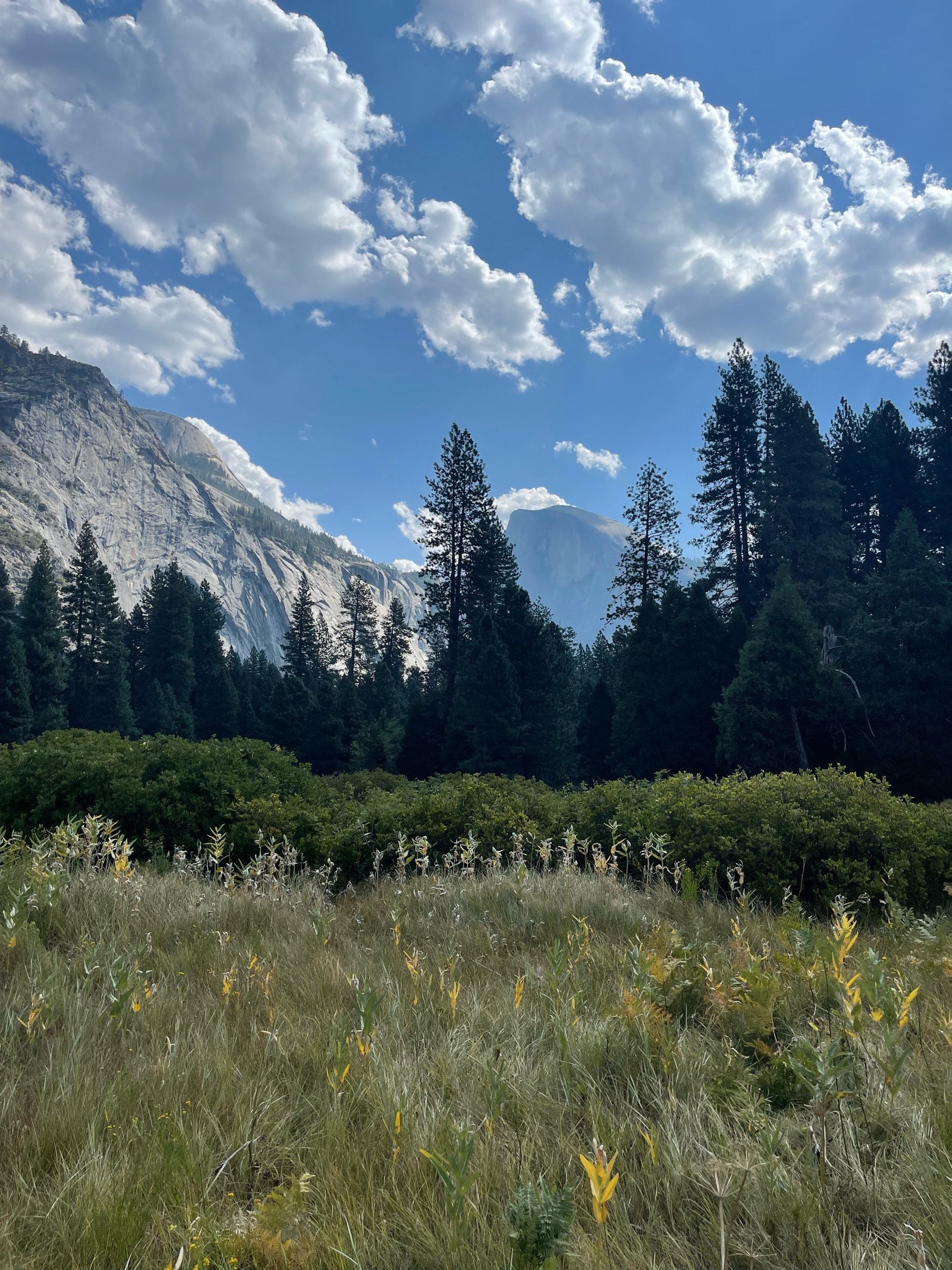 yosemite-national-park-field.jpeg