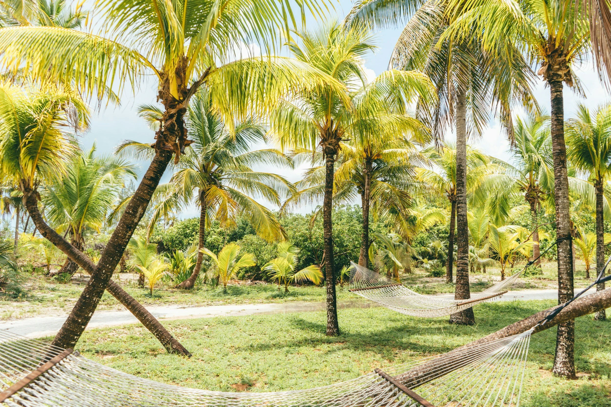 A tropical scene with numerous palm trees, a hammock tied between a couple of trees, and a grassy area with a dirt path, under a partly cloudy sky.