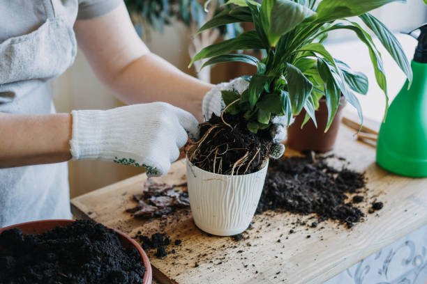 indoor gardening.jpeg