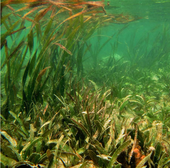 AIS Secretariat Supports Indonesian Institute of Science’s “Seagrass Carbon Converter (SCC)” Research Initiative