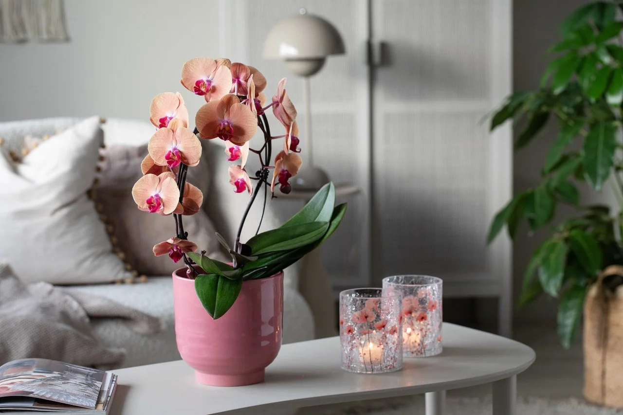 Nyheter fra Mester Grønn