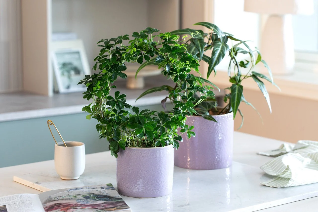 2_Cissus bøyle i Lisa potte.jpeg