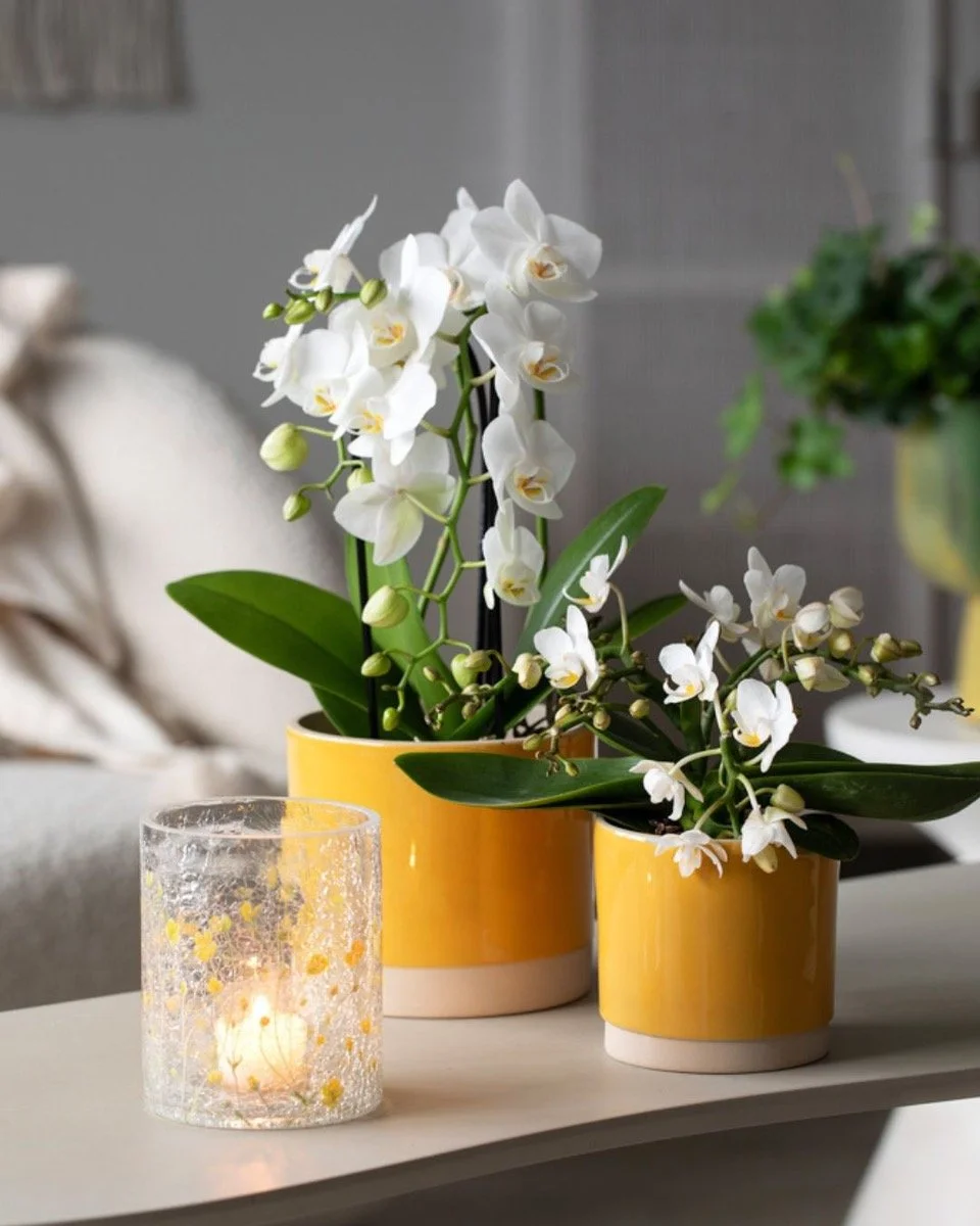 4_Orkide i Linnea potte_1080x1350.jpeg
