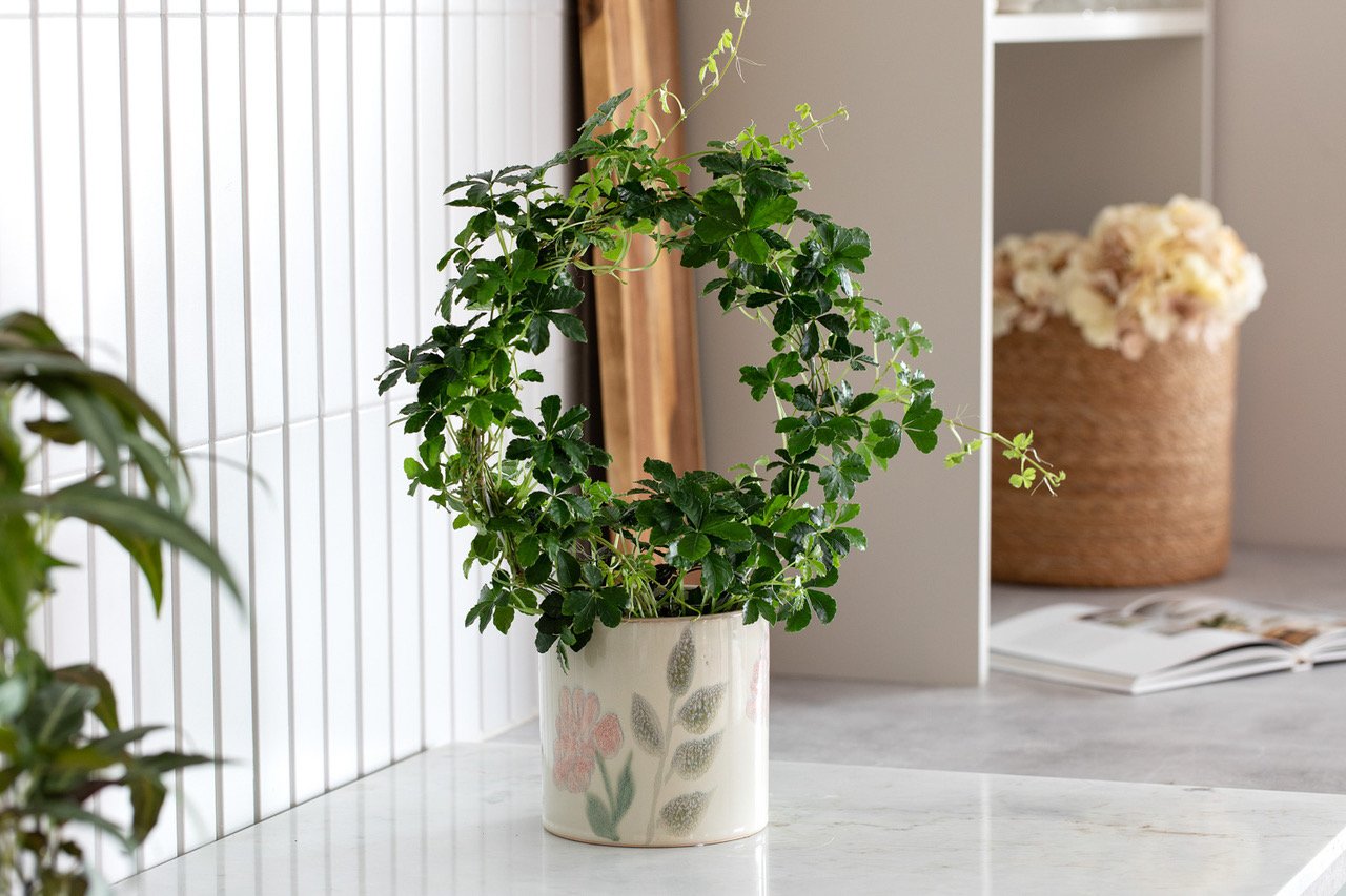 7_Cissus bøyle i Flora potte.jpeg