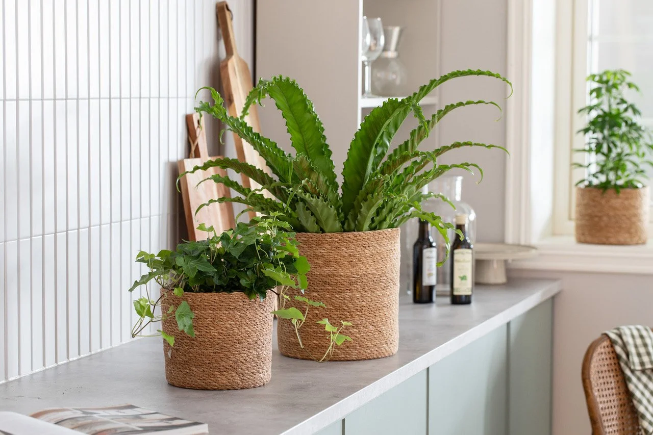 9_Eføy og Asplenium i Typha kurv.jpeg