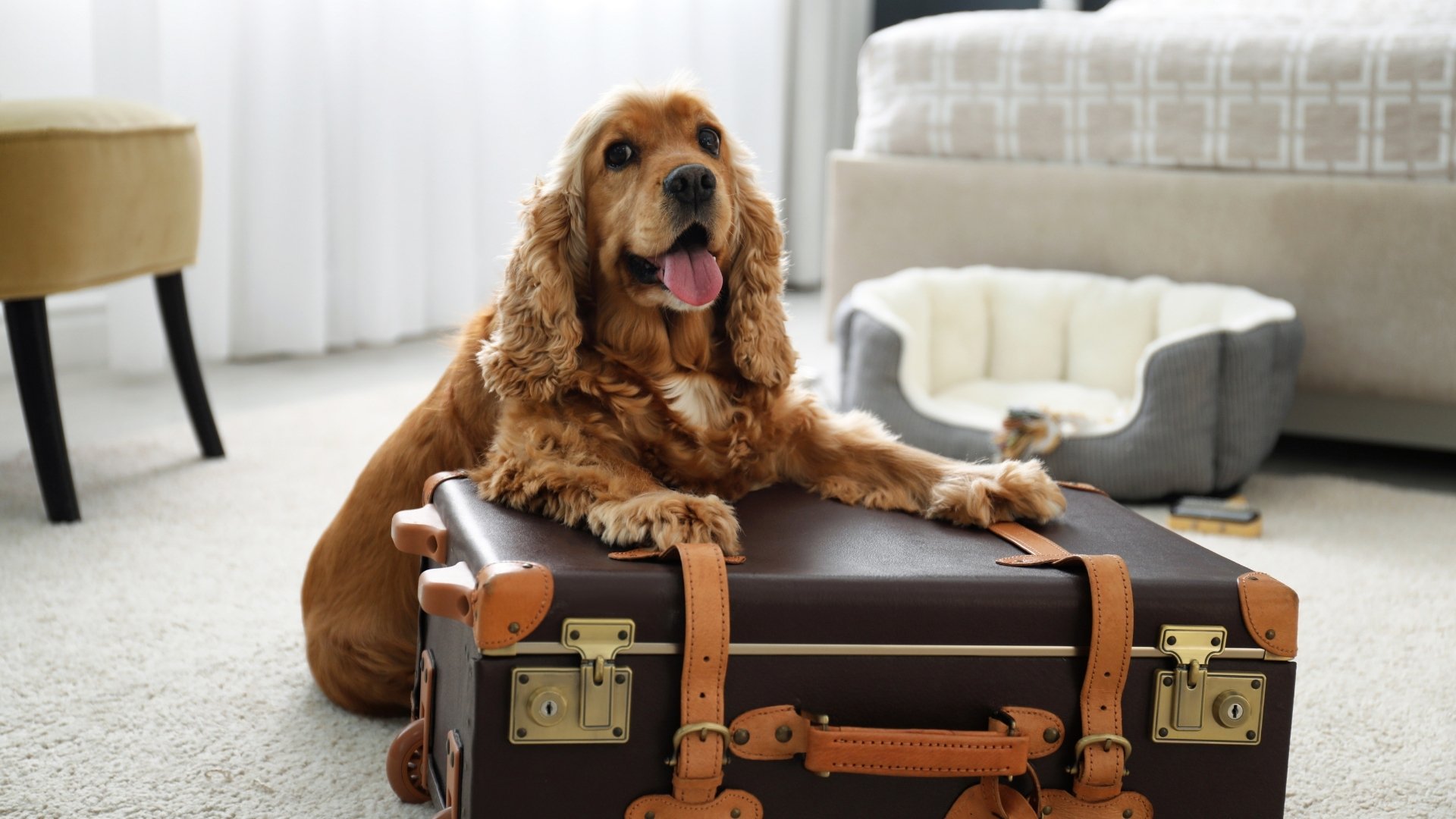 Welcoming Our Furry VIPs (Very Important Pets)