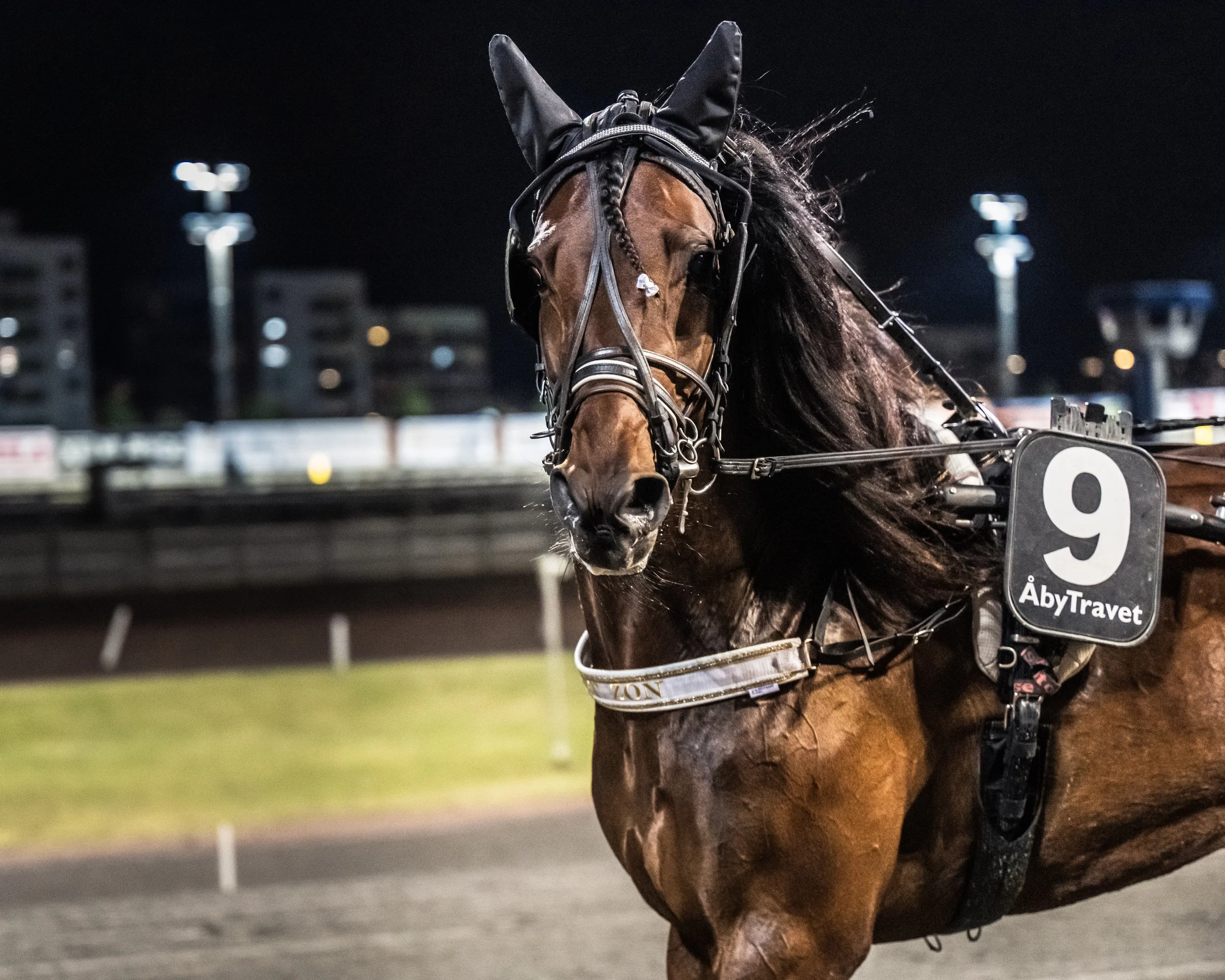 Trav och Galopp