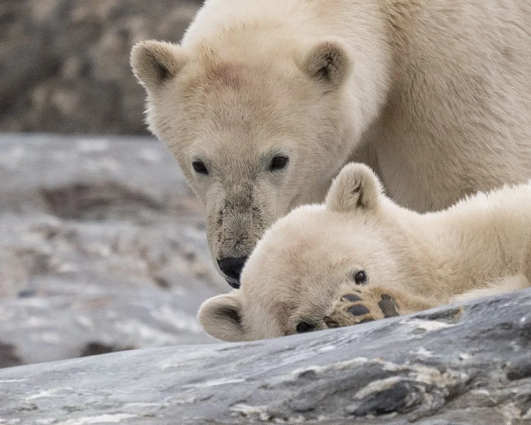 Expedition Svalbard Sommar