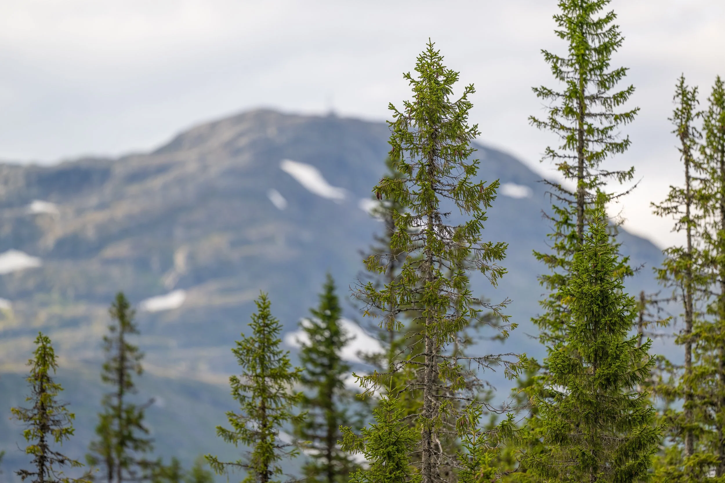 Sommar i Åre