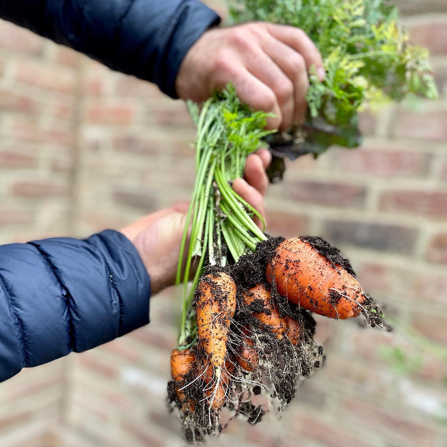 We&rsquo;re learning how to grow our own organic food and produce 🥕 🥬 in front of @thelondonfitclub 
|
|
|
|
|
|
|
|
|

#organic #vegan #natural #healthy #skincare #healthyfood #health #healthylifestyle #food #nature #beauty #plantbased #love #well