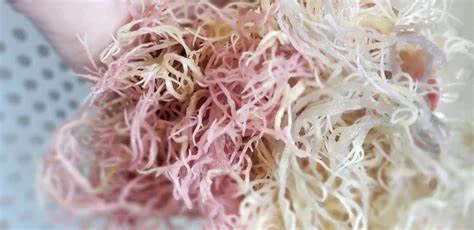 Health Supplements Surrey Quays Canada Water