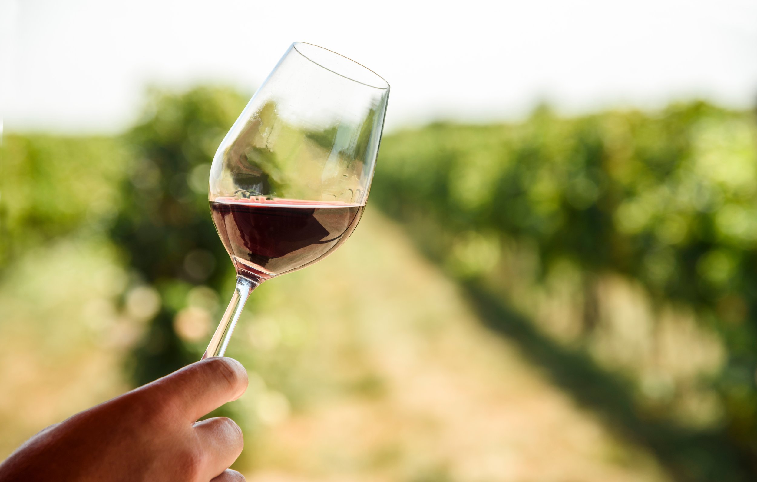 Wine Tasting & Dinner Experience
