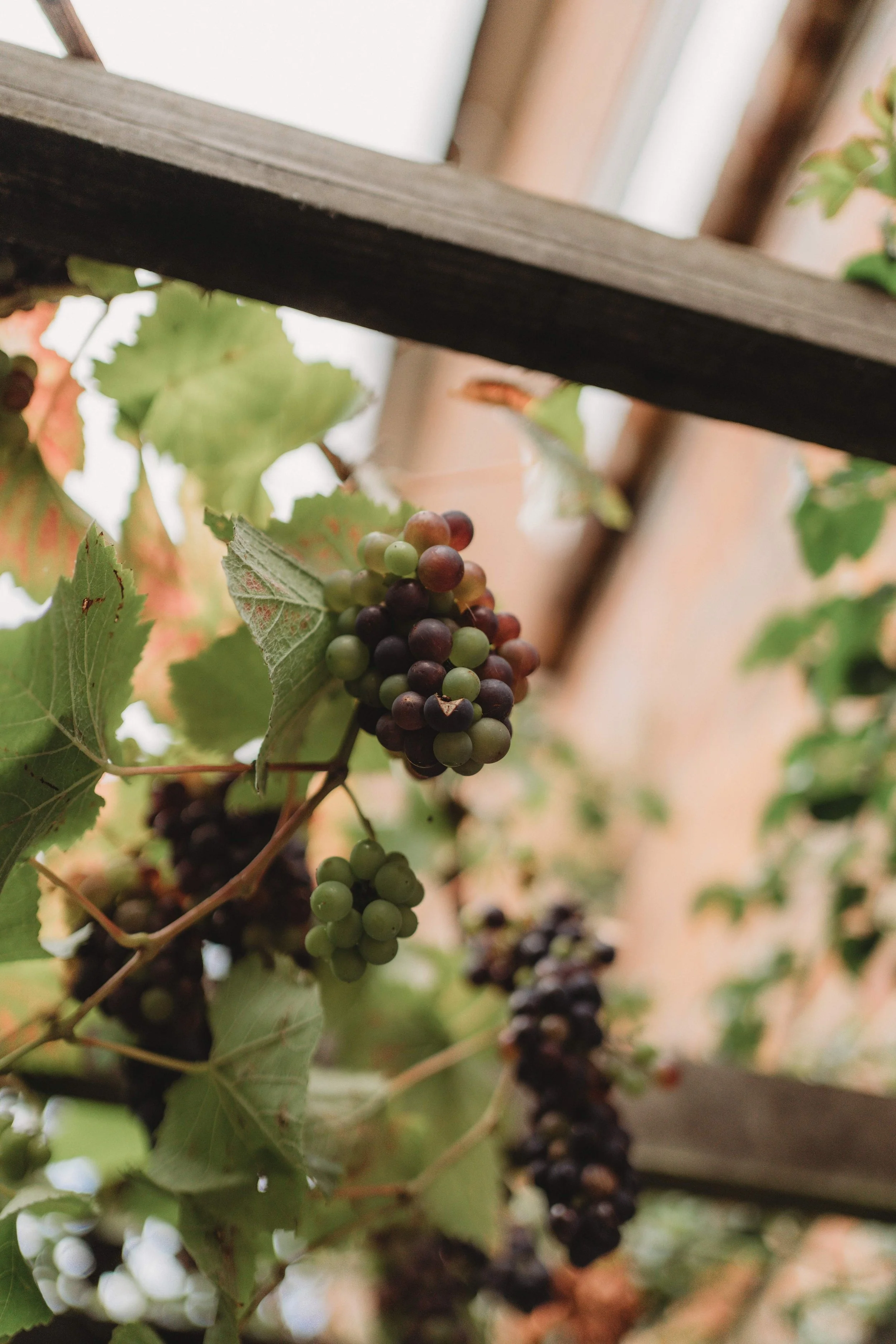 Wickham Estate- Moonflower Photography (1).jpg