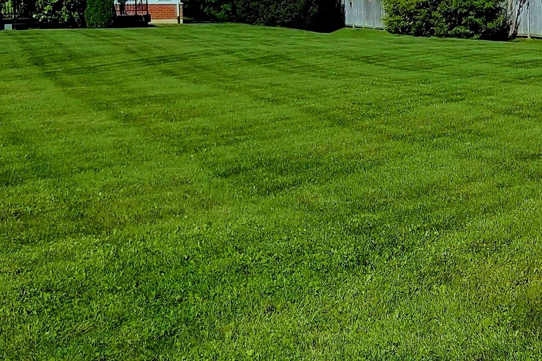 Professional lawn striping on a lush green backyard in St. Catharines, showcasing precision mowing patterns by a local premium lawn care service.