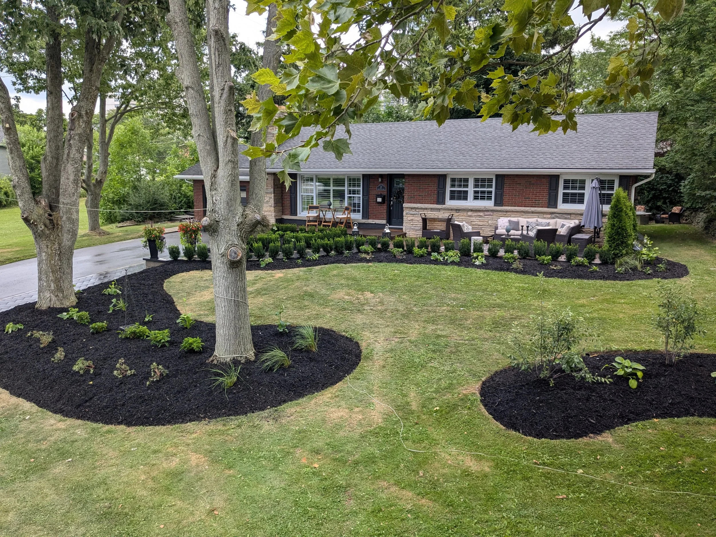 Modern front yard landscaping showcasing sweeping garden beds filled with fresh black mulch. The design features young boxwoods, ornamental grasses, and perennial plants surrounding mature trees, leading to a flagstone patio and a classic brick house