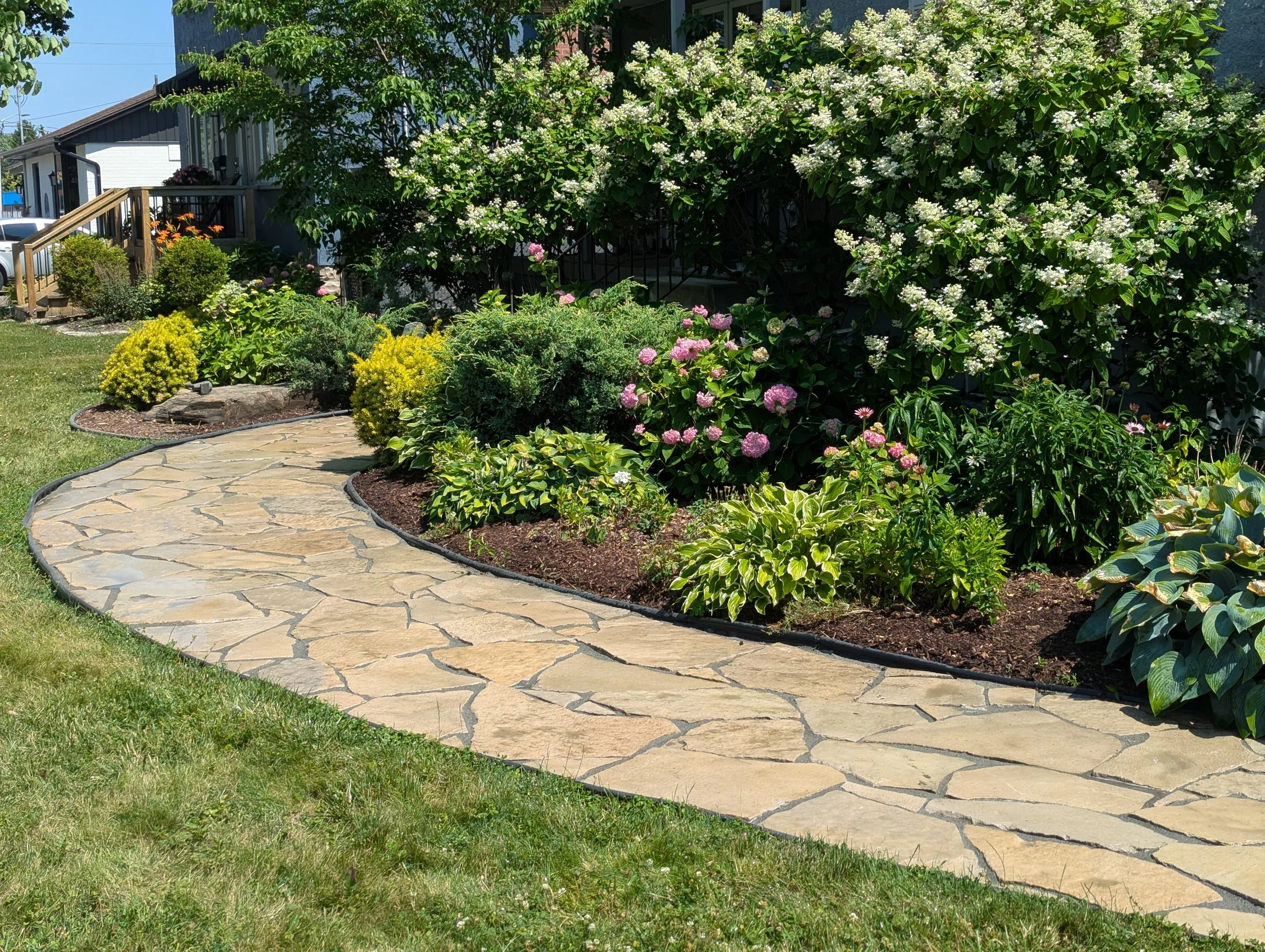 A winding natural flagstone walkway with dark grey grout, curving alongside a lush garden bed featuring pink hydrangeas, white flowering bushes, and various hostas.
