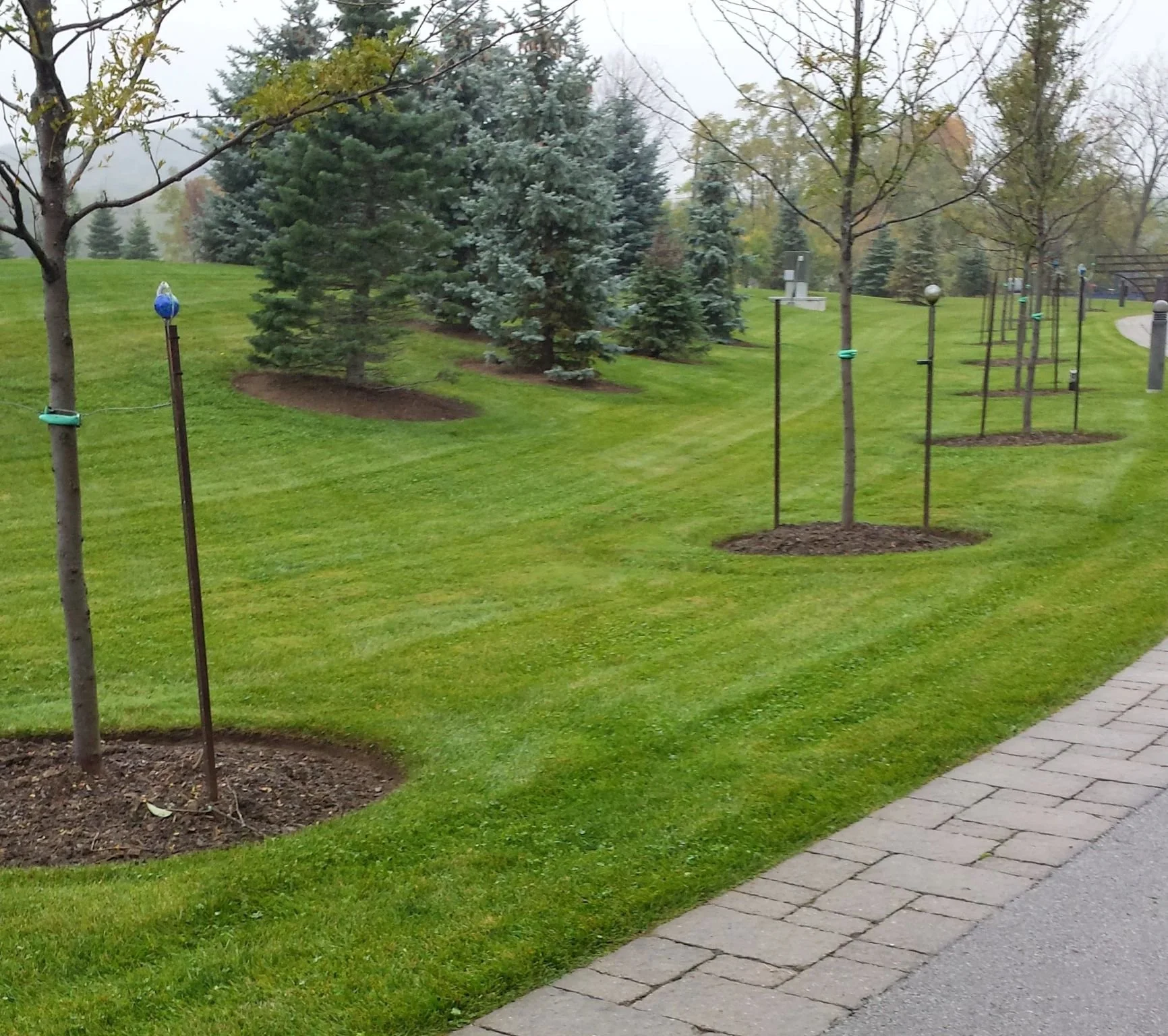 Professional lawn mowing service in St. Catharines featuring a lush green lawn with crisp, straight mow stripes.