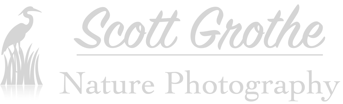 Wildlife and Landscape Nature Photography