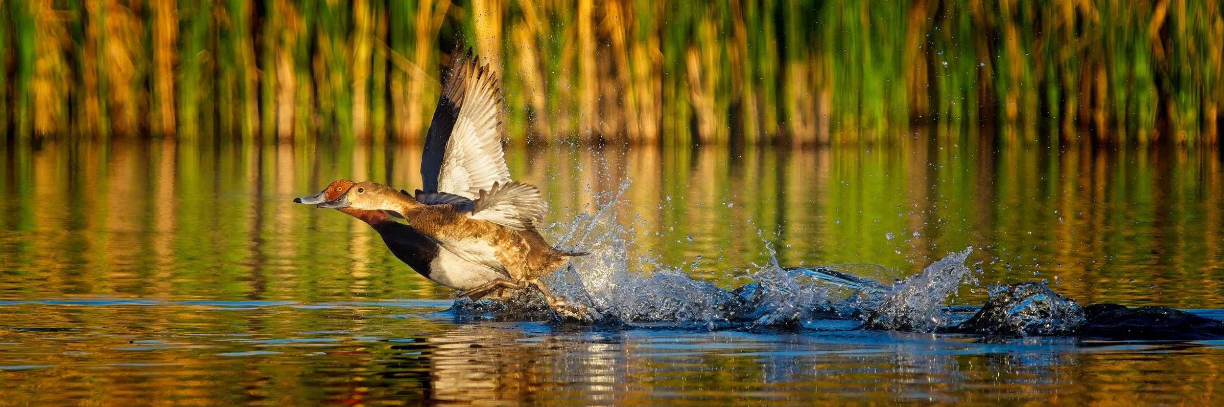 Adult Pair of Redheads Taking Off