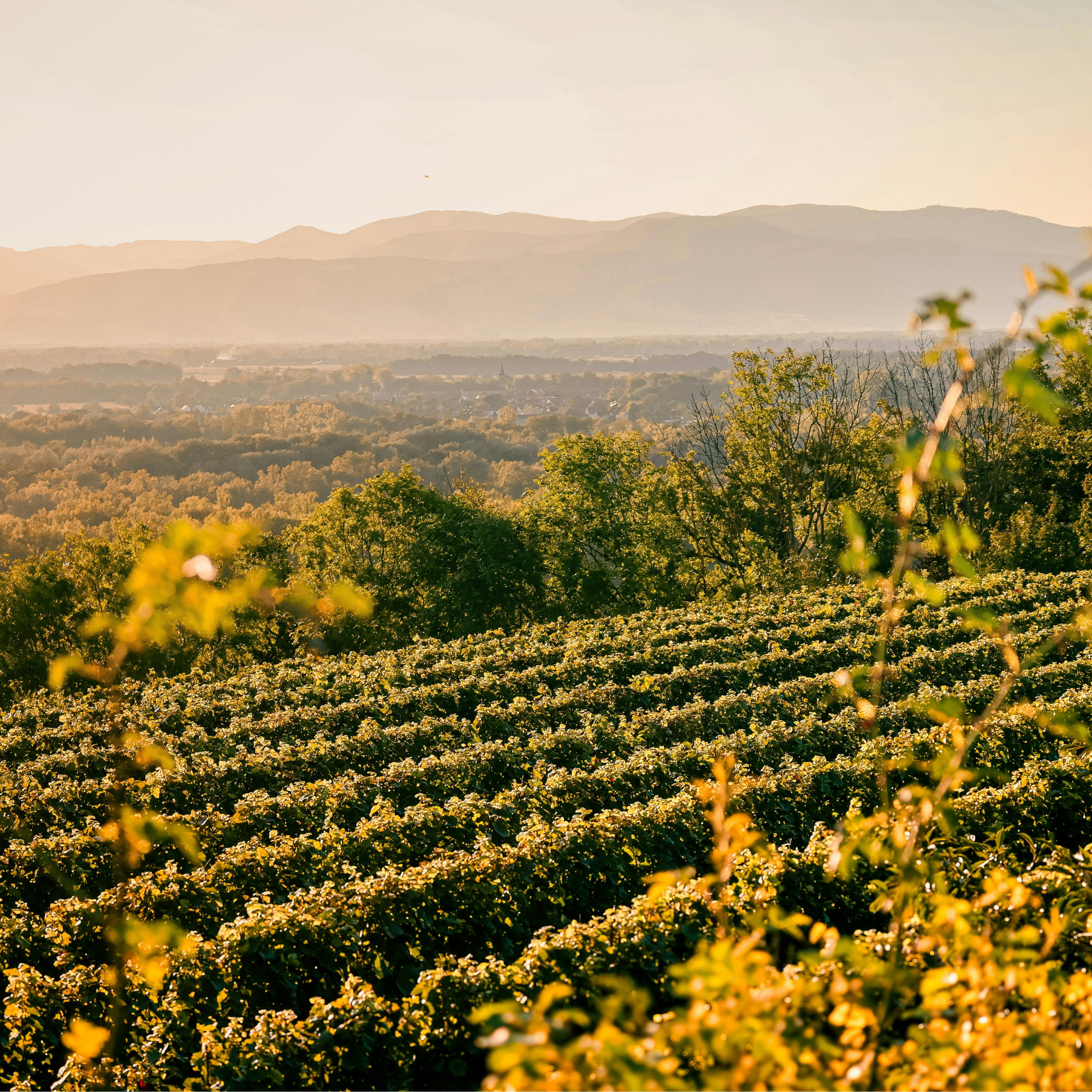 Vin nature : un simple phénomène de mode ?