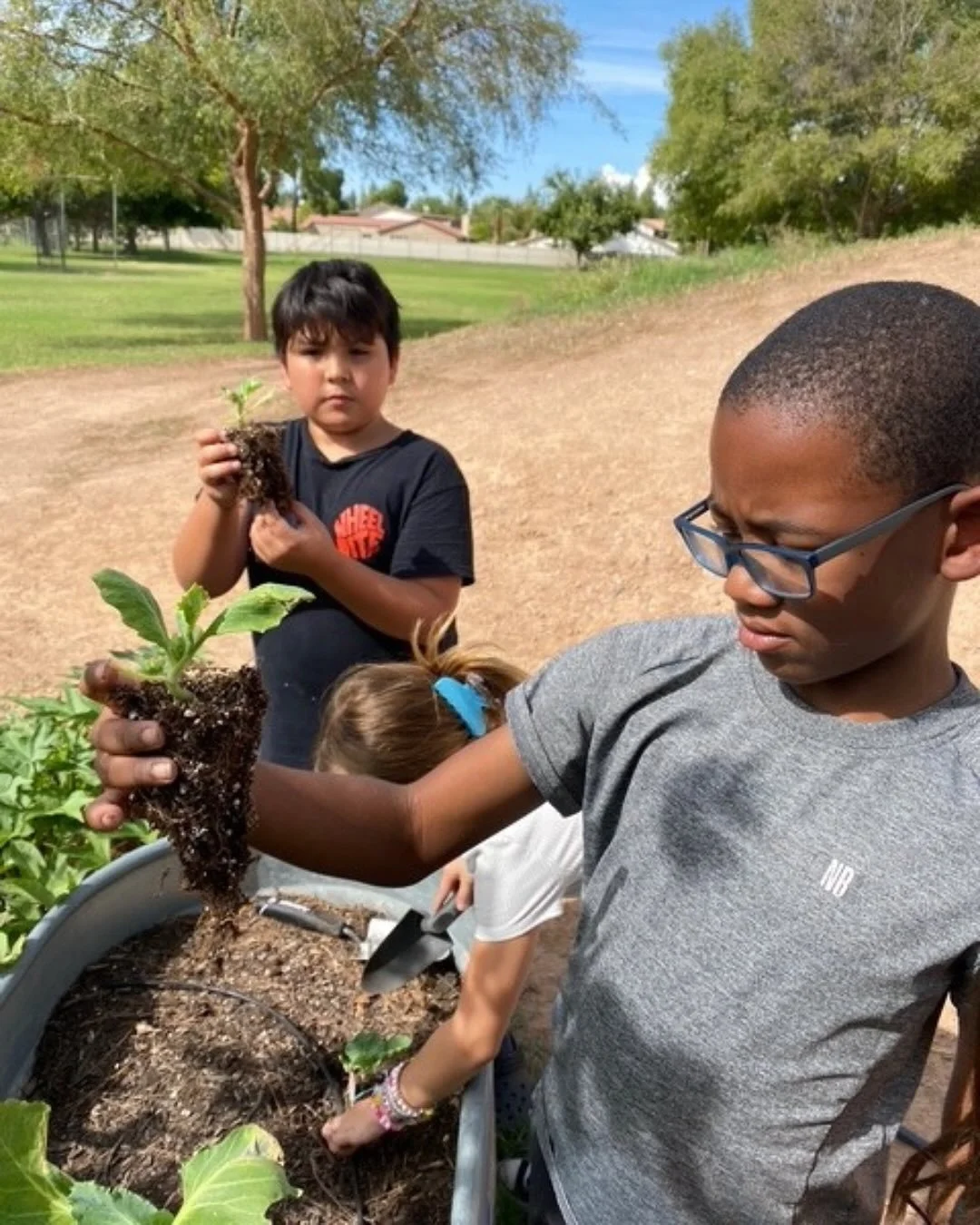 That&rsquo;s a wrap on our wonderful celebration of cabbage this month! Thank you to our incredible site reps for sharing their student experiences cooking &amp; planting. 🌱

#chefinthegardenaz
