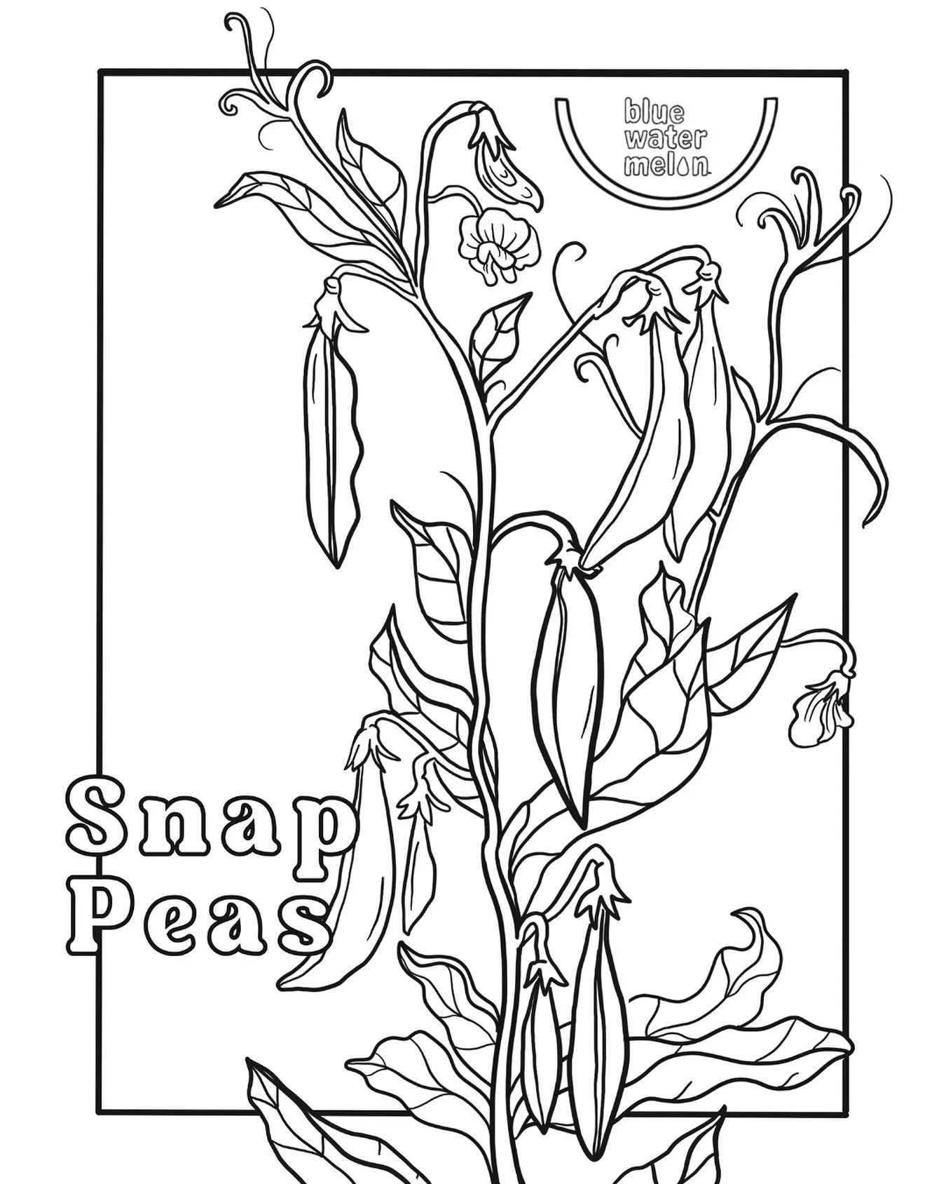 Happy October! This month students will be learning all about snap peas 🫛 

Snap peas are also known as &ldquo;sugar snap peas&rdquo; and can be eaten whole. They were created in 1979 when crossing an English pea and snow pea and got their name from