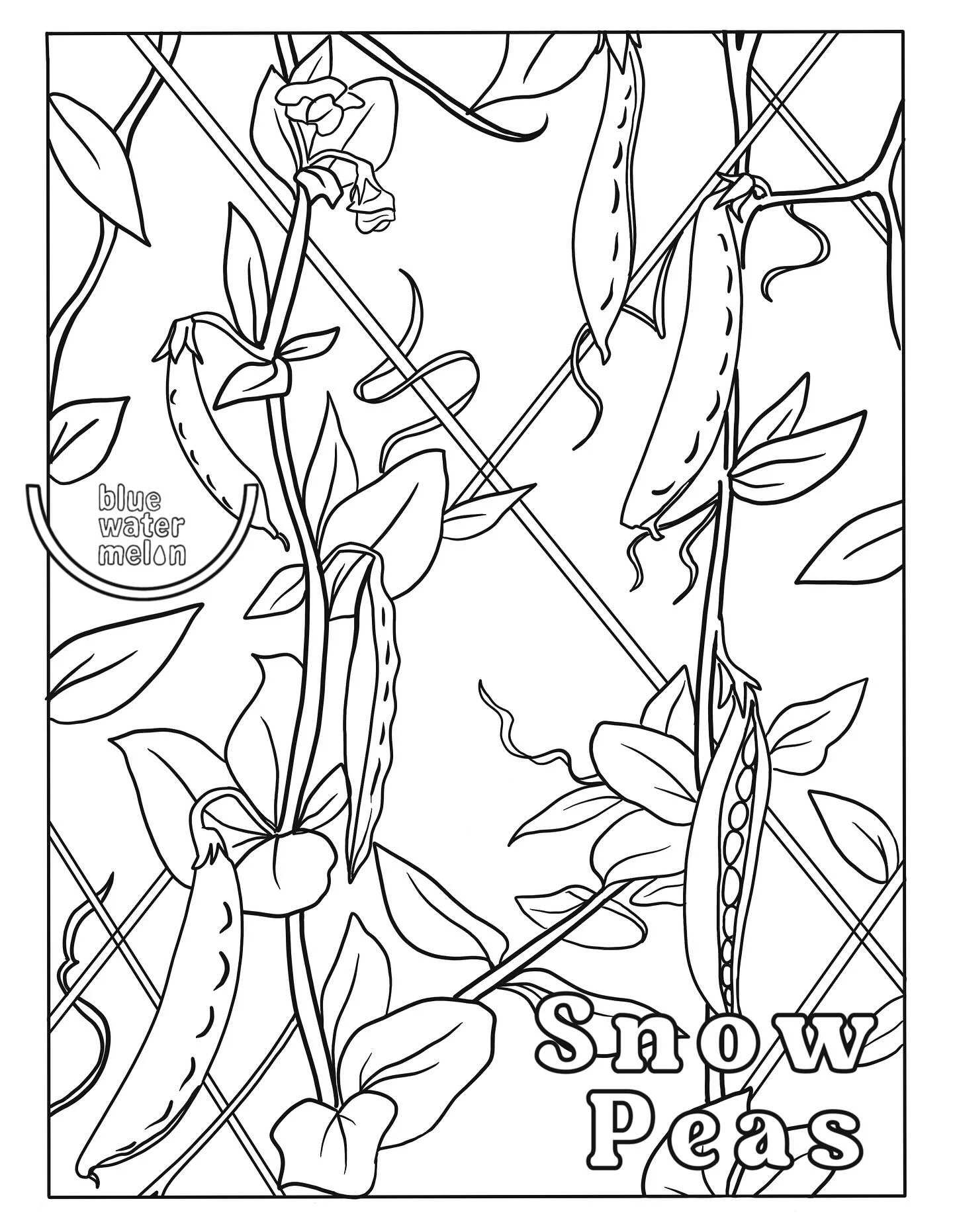 Hello November🍁This month chef in the garden students learn all about snow peas! Unlike a garden pea, the entire pod of a snow pea is edible and you can often see small undeveloped peas inside the flat pod.

Grown in a wide range of regions across t