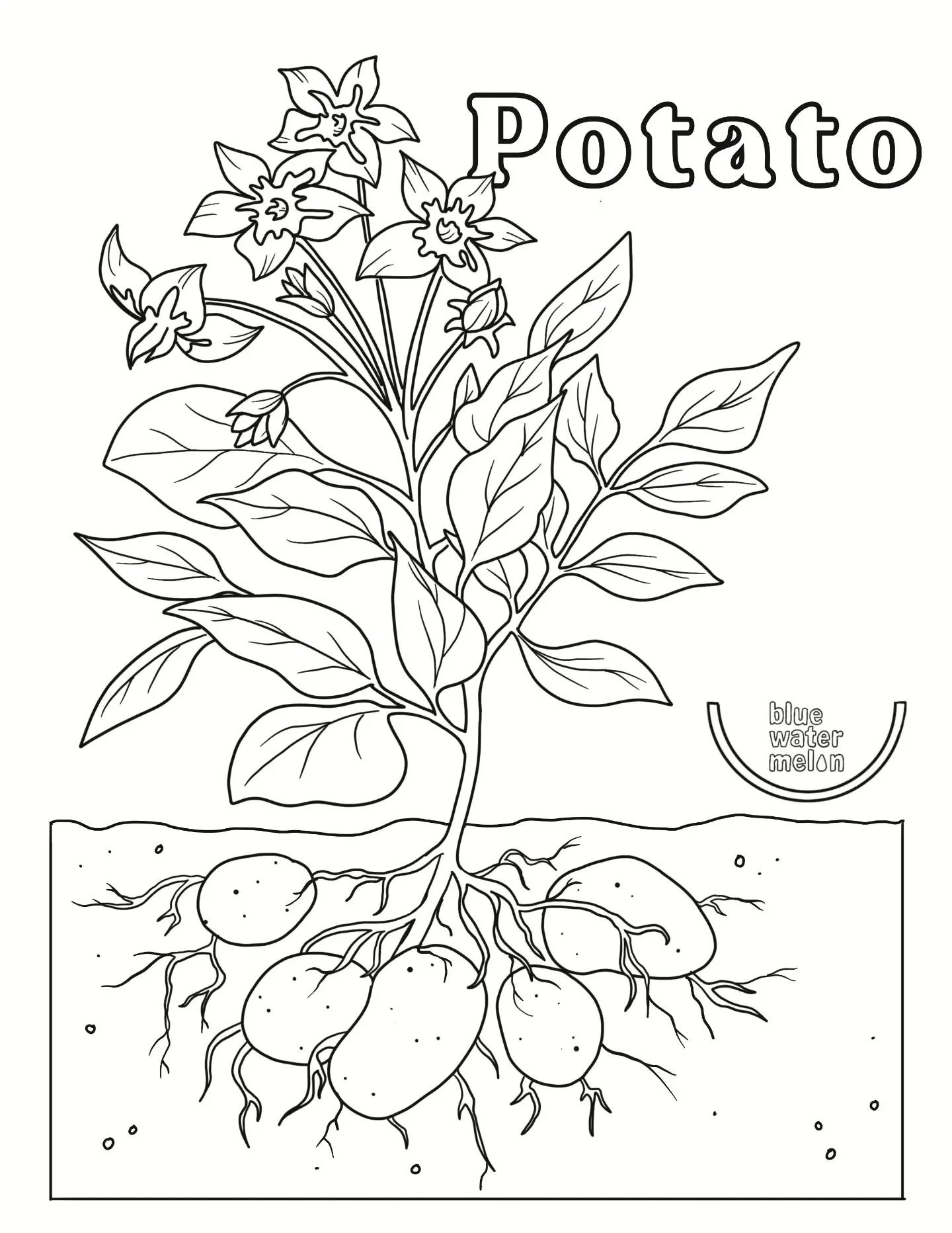 This month, Chef in the Garden learners are exploring the potato! 🥔🌱

🥔 Potatoes are WAY more interesting than you think!

Did you know potatoes were first domesticated in South America 7,000&ndash;10,000 years ago? 🌎

Today, Peru is home to more