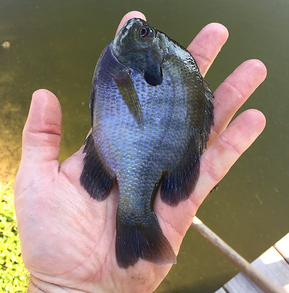 Expert Pond Stocking in Tennessee — Trophy Pond