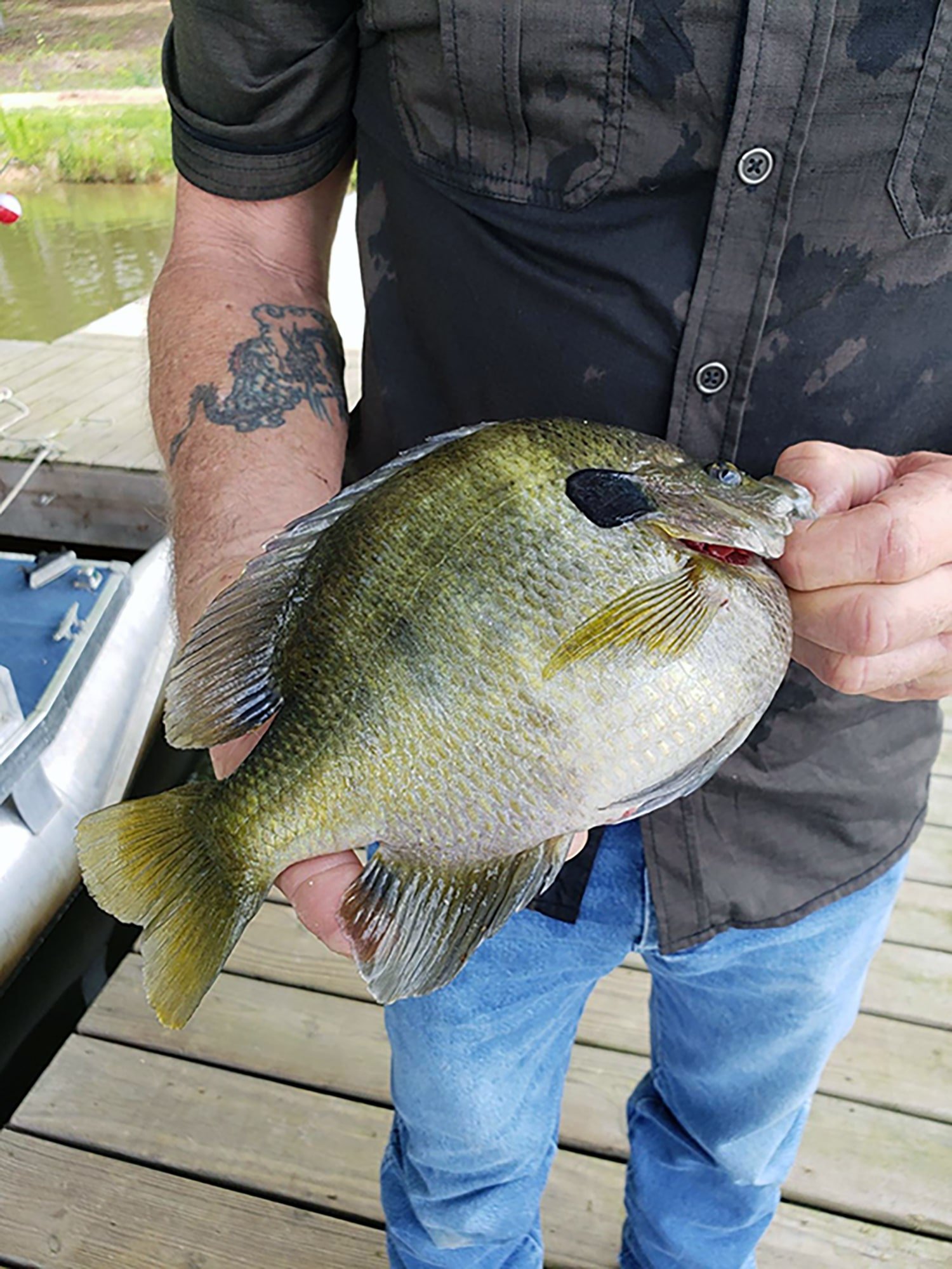 Guided Fishing for Bluegill Fishing Tennessee — Trophy Pond