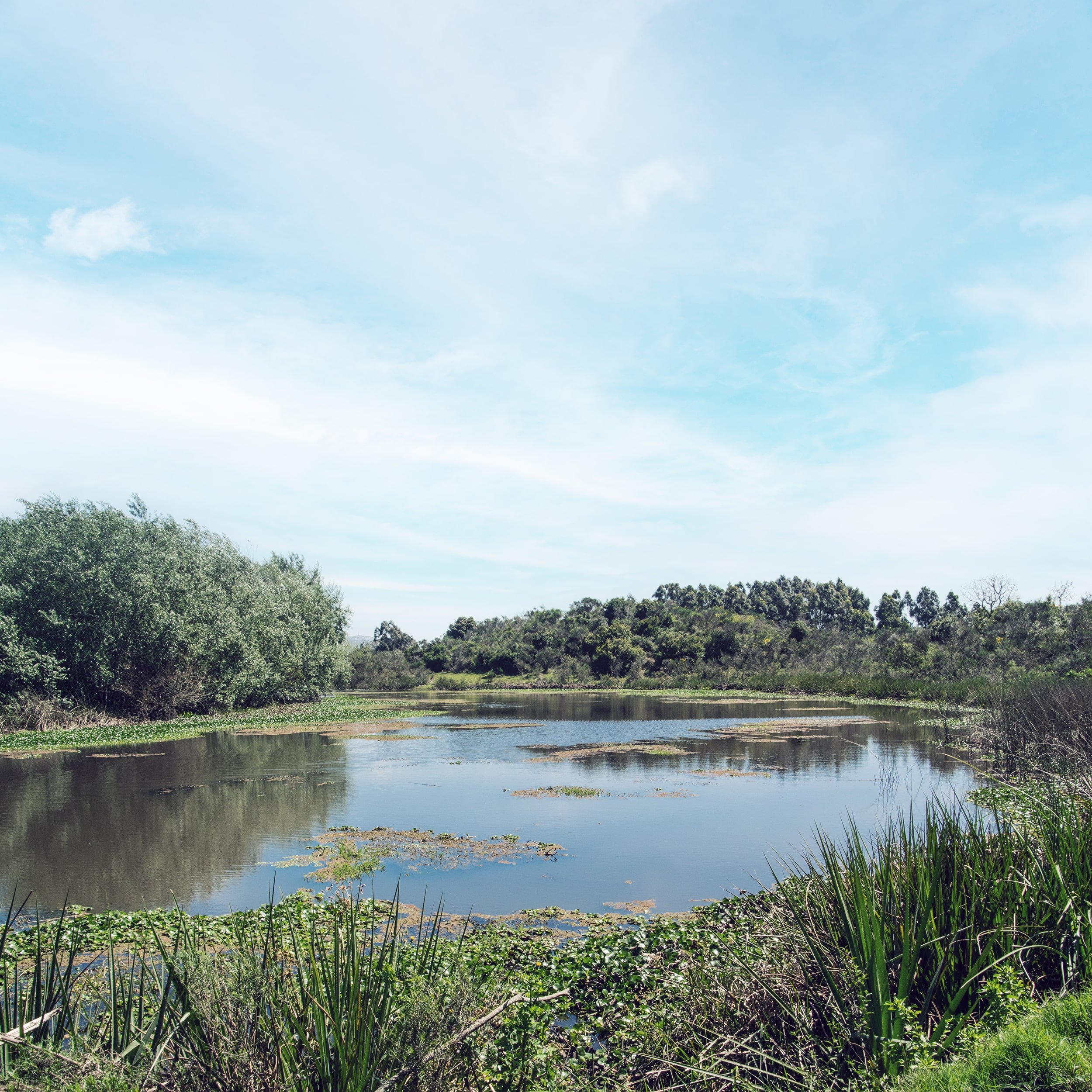 Pond Management and Pond Stocking Tennessee — Trophy Pond