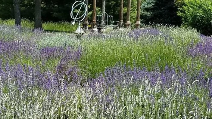 Hand-Pick Your Own Sunshine: U-Pick Lavender Season Begins at Blooming Hill Farm!