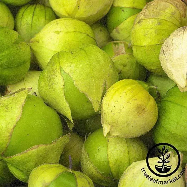 tomatillo-grande-rio-verde-seeds-comp.webp