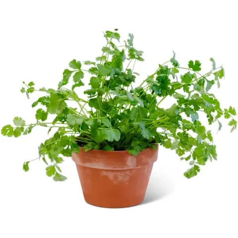 Cilantro