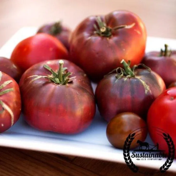Tomato - Cherokee Purple