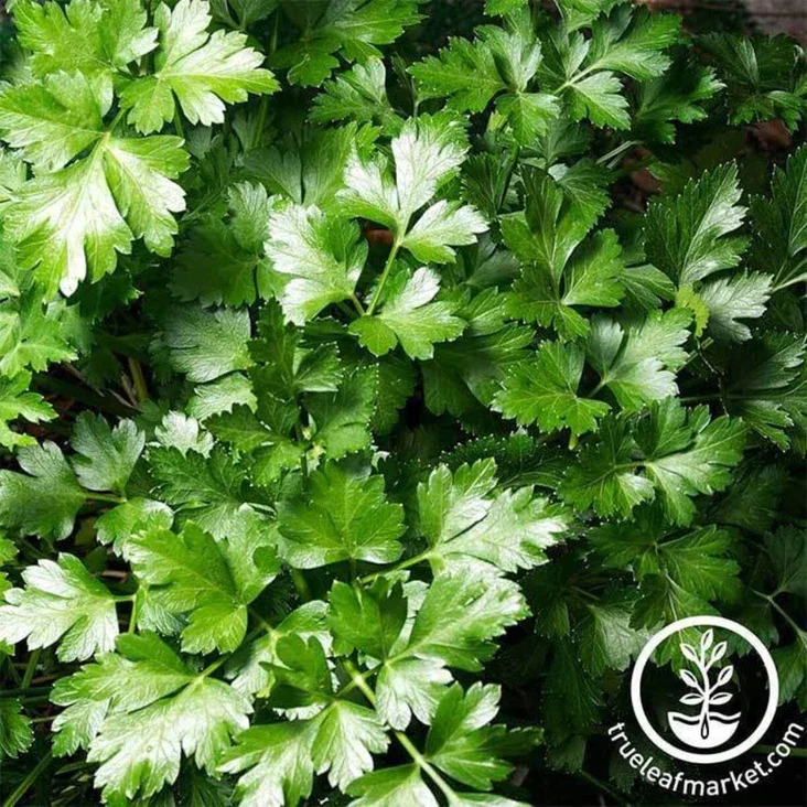 Parsley-Seeds-Dark-Green-Italian-Flat-leaf-comp.webp