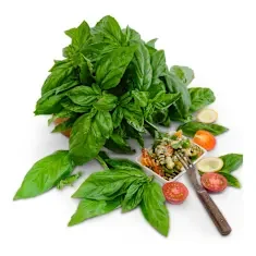 HB101-Basil_Seeds_-_Genovese_rmqtaz.webp