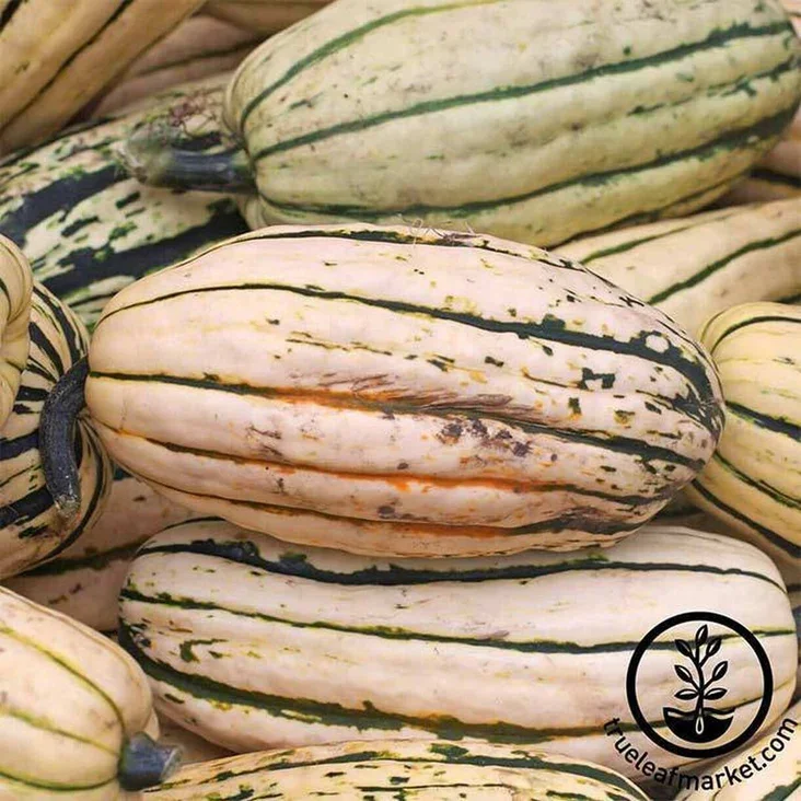 Squash - Delicata