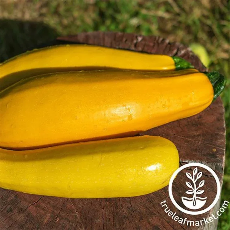 squash-summer-zucchini-golden-seeds-Comp.webp