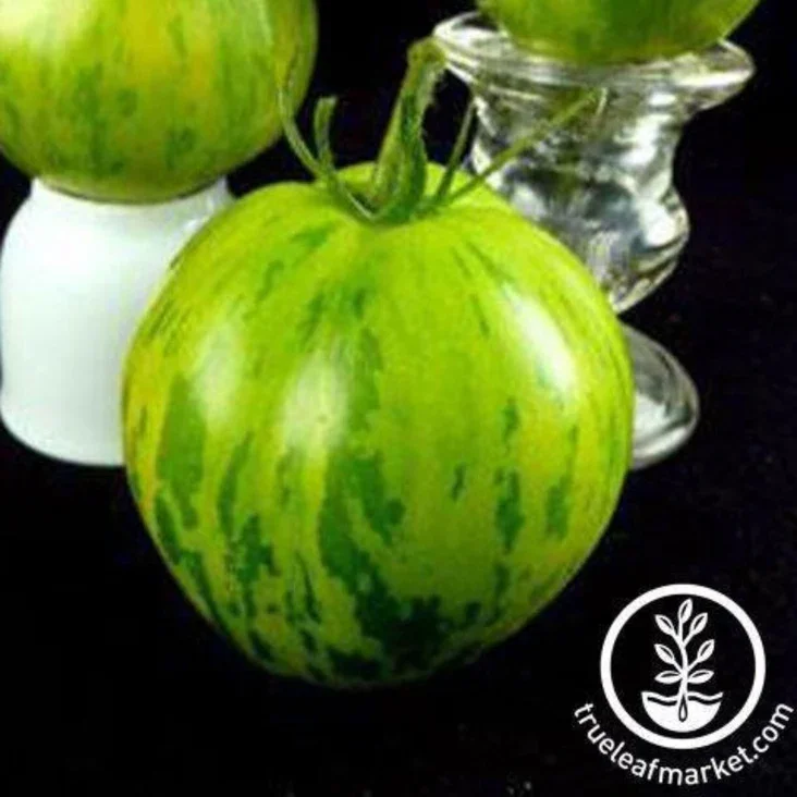 Tomato - Green Zebra