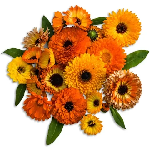 Calendula